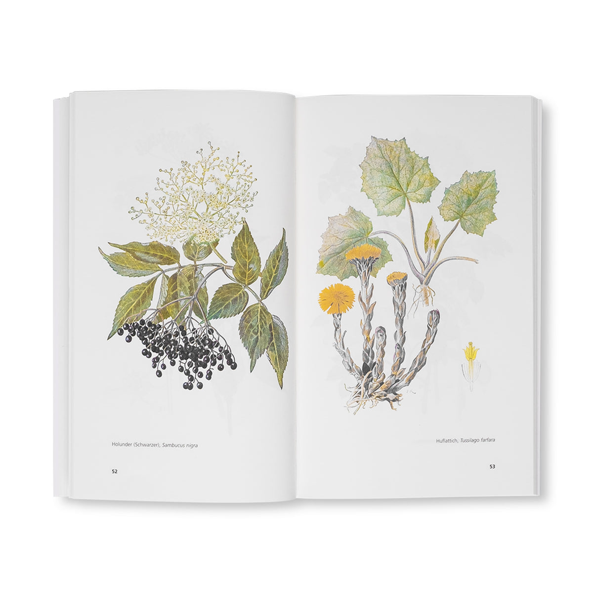 Chrut und Uchrut naturwissenschaftliche Illustration von Holunder und Huflattich